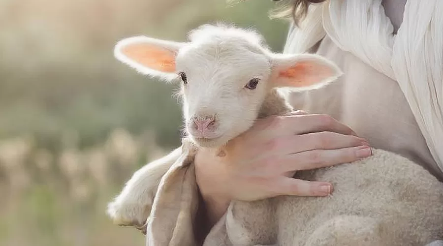 Parable of the lost Sheep: The hidden message