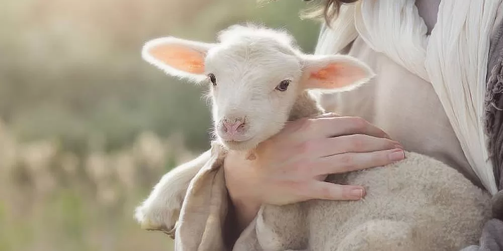 Parable of the lost Sheep: The hidden message