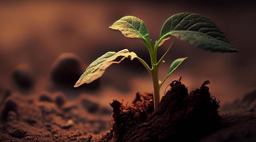 Bearing precious seed in times of trial of our faith